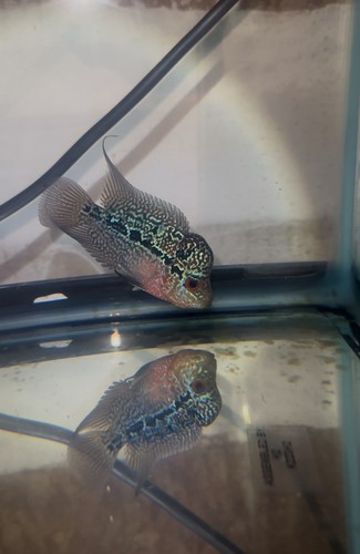 Kml flowerhorn - 3”-4”,