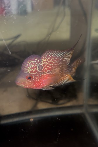 Two tone flowerhorn - two,