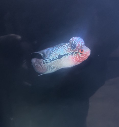 Red thunder flowerhorn - 1,